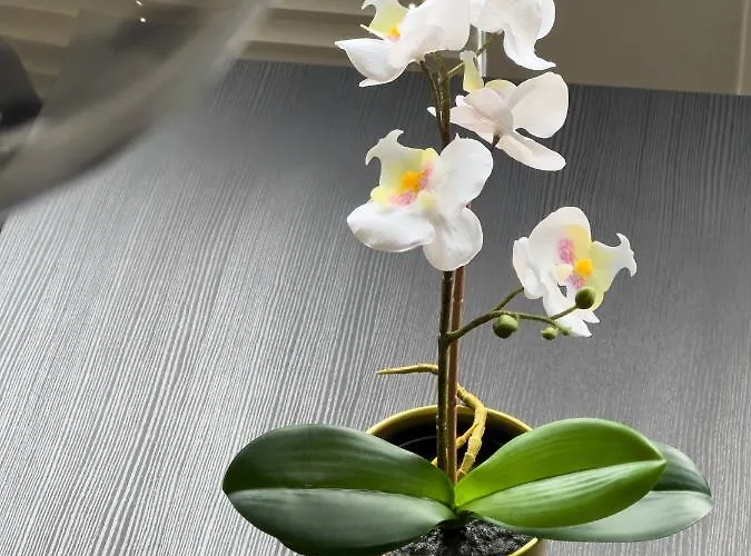 Design Nähe Uni Koblenz (Rhineland-Palatinate)